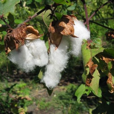  ¡Gossypium! El Rey de las Fibras Naturales: Una Mirada Profunda a sus Propiedades y Usos Industriales!