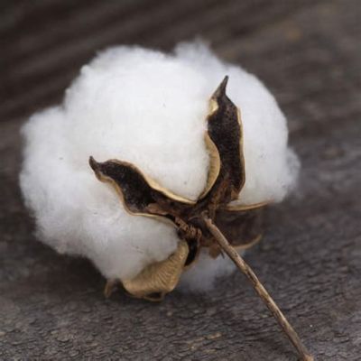  Gossypium: ¡El Rey de las Fibras Naturales en la Industria Textil!